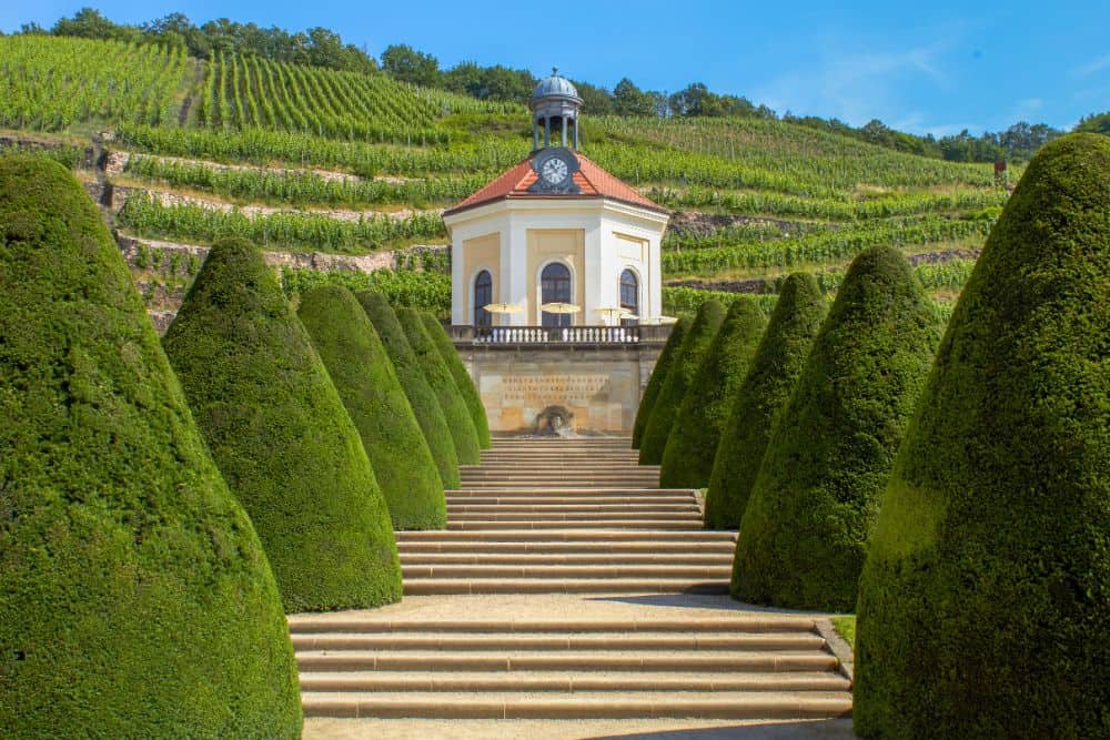 Weinberge bei Schloss Wackerbarth