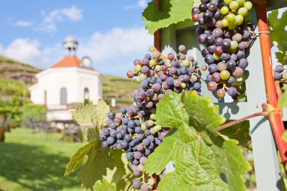 Weinberge mit Weinlaube bei Radebeul