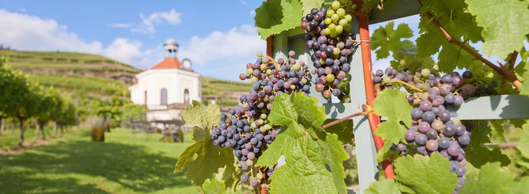 Weinberge mit Weinlaube bei Radebeul